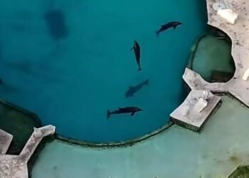 ¿Qué pasará con los delfines de Ventura Park? Profepa aclara los rumores