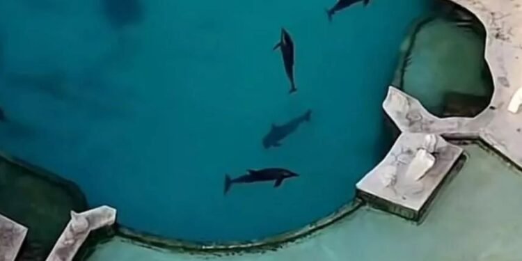 ¿Qué pasará con los delfines de Ventura Park? Profepa aclara los rumores
