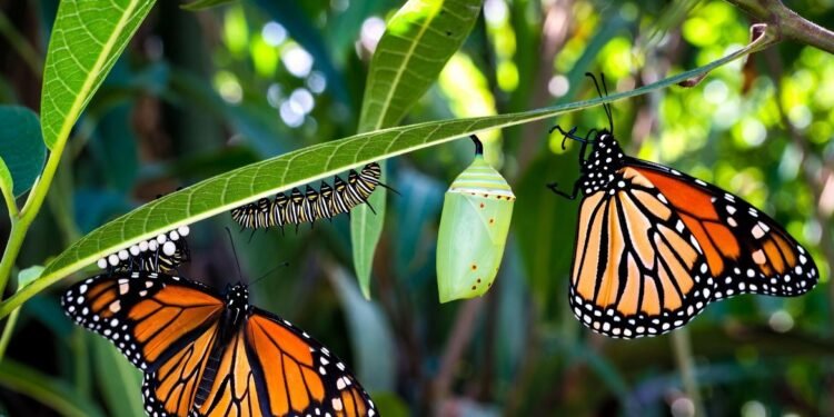 La ruta cambió: las monarca ya no solo cruzan Quintana Roo, también nacen aquí