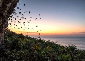 Los murciélagos de Cozumel son los verdaderos superhéroes nocturnos de la isla