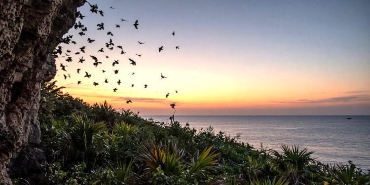 Los murciélagos de Cozumel son los verdaderos superhéroes nocturnos de la isla