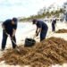 El sargazo sí llega a la playa… el seguro no
