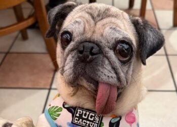 ¿Es realmente fea? Esta pug acaba de ganar el concurso del perro más feo del mundo