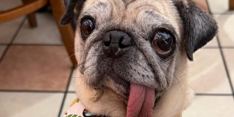 ¿Es realmente fea? Esta pug acaba de ganar el concurso del perro más feo del mundo
