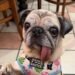 ¿Es realmente fea? Esta pug acaba de ganar el concurso del perro más feo del mundo