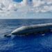 ¿Qué secretos guarda la Starship que flotó en el Índico? Los ingenieros quieren descubrirlos