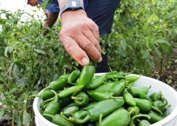 ‘Sin salsita, por si las moscas’: retiran productos de Taylor Farms por alerta de salmonela en EU