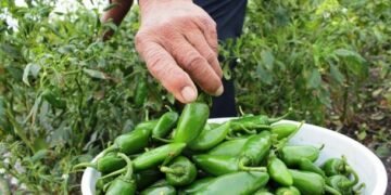 ‘Sin salsita, por si las moscas’: retiran productos de Taylor Farms por alerta de salmonela en EU