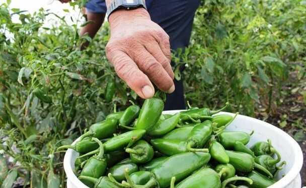 ‘Sin salsita, por si las moscas’: retiran productos de Taylor Farms por alerta de salmonela en EU