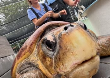 ¡Timmy lo logró! La tortuga marina supera su rehabilitación y recupera la libertad