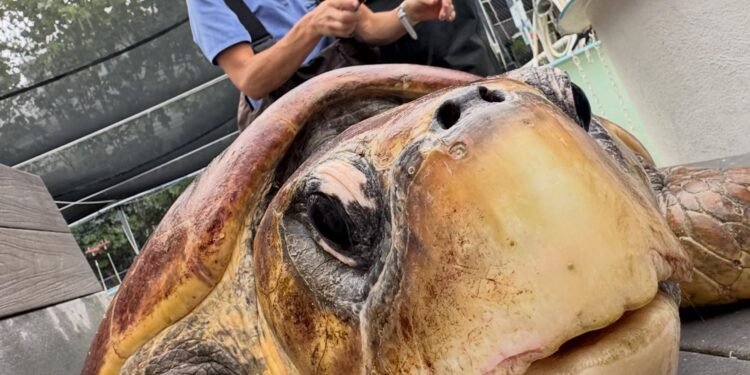 ¡Timmy lo logró! La tortuga marina supera su rehabilitación y recupera la libertad
