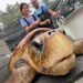 ¡Timmy lo logró! La tortuga marina supera su rehabilitación y recupera la libertad