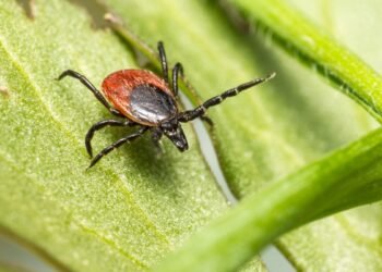 Sin vacuna, sin tratamiento y difícil de detectar: así es el virus Bourbon