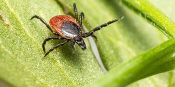Sin vacuna, sin tratamiento y difícil de detectar: así es el virus Bourbon