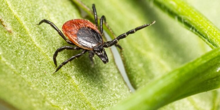 Sin vacuna, sin tratamiento y difícil de detectar: así es el virus Bourbon