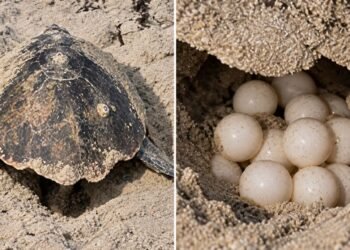 Xcacel-Xcacelito va por mayor protección para sus tortugas marinas y ecosistemas