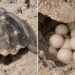 Xcacel-Xcacelito va por mayor protección para sus tortugas marinas y ecosistemas