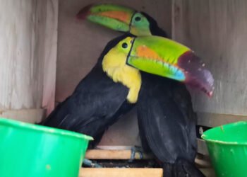 Aseguran dos tucanes pico canoa en Chihuahua; no acreditaron su legal procedencia