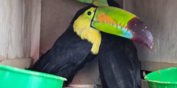 Aseguran dos tucanes pico canoa en Chihuahua; no acreditaron su legal procedencia