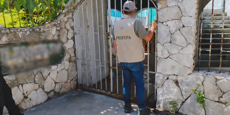 Profepa busca grandes felinos en Cancún; le niegan acceso a predio de la zona hotelera