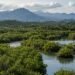 México fija 10 acciones para frenar la deforestación y proteger sus ecosistemas