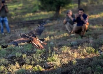 De estar a ras de suelo a conquistar el cielo: liberan águila real en Chihuahua