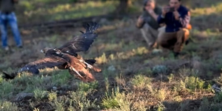 De estar a ras de suelo a conquistar el cielo: liberan águila real en Chihuahua