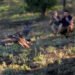 De estar a ras de suelo a conquistar el cielo: liberan águila real en Chihuahua