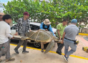 ¡Ahora lucha por recuperarse! Rescatan tortuga marina lesionada en Cancún
