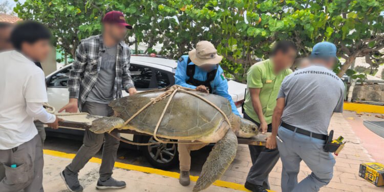 ¡Ahora lucha por recuperarse! Rescatan tortuga marina lesionada en Cancún