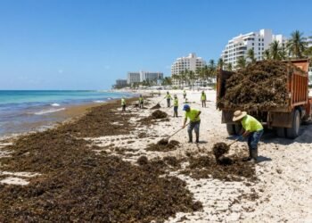 ¡Sargazo sin freno! Quintana Roo rebasa 121 mil toneladas y rompe récord en 2026