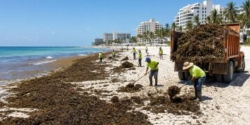 ¡Sargazo sin freno! Quintana Roo rebasa 121 mil toneladas y rompe récord en 2026