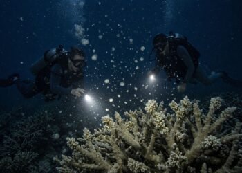 Xcaret “siembra” vida en el Caribe: recolecta gametos de coral para recuperar el arrecife