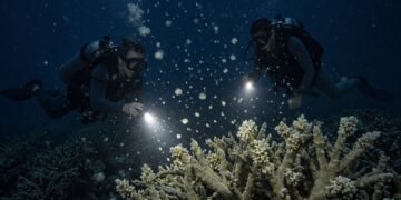 Xcaret “siembra” vida en el Caribe: recolecta gametos de coral para recuperar el arrecife
