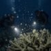 Xcaret “siembra” vida en el Caribe: recolecta gametos de coral para recuperar el arrecife
