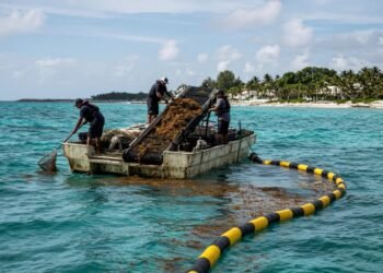 Presupuesto 2027 destina mil 866 mdp al combate del sargazo en playas del estado
