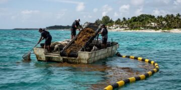 Presupuesto 2027 destina mil 866 mdp al combate del sargazo en playas del estado