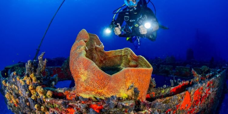 ¿Viajas a Quintana Roo con equipo de buceo? Buscan facilitar su paso por Aduanas