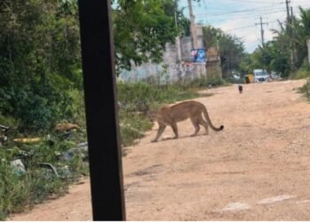 ¡Ojo con las mascotas! Avistan puma en Cuna Maya y piden resguardar perros y gatos