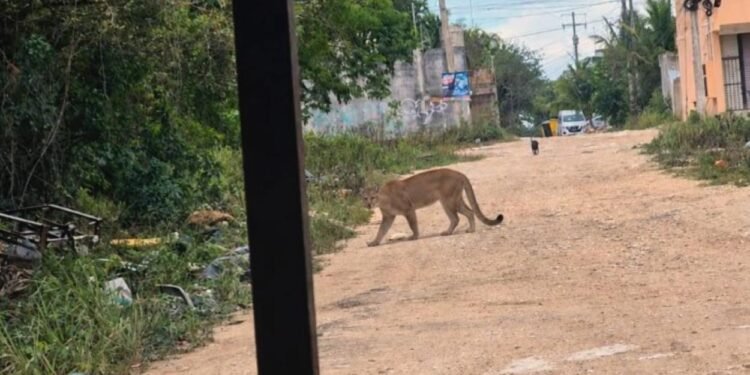 ¡Ojo con las mascotas! Avistan puma en Cuna Maya y piden resguardar perros y gatos