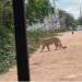 ¡Ojo con las mascotas! Avistan puma en Cuna Maya y piden resguardar perros y gatos