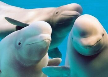 Fallecen 3 Belugas rescatadas tras complejo operativo internacional