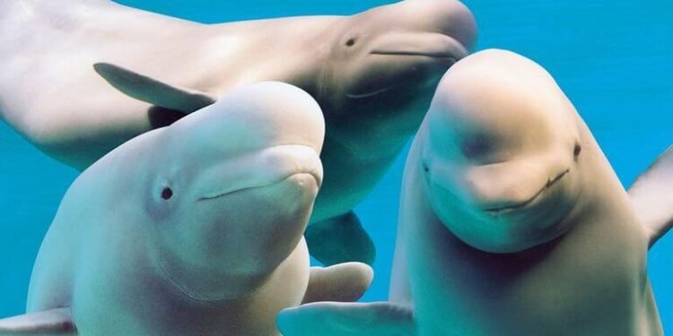 Fallecen 3 Belugas rescatadas tras complejo operativo internacional
