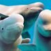 Fallecen 3 Belugas rescatadas tras complejo operativo internacional