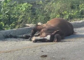 ¿Te imaginas encontrarlos en plena carretera? Dos caballos provocan choque y volcadura