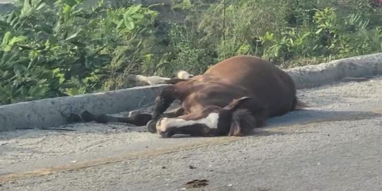 ¿Te imaginas encontrarlos en plena carretera? Dos caballos provocan choque y volcadura
