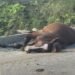 ¿Te imaginas encontrarlos en plena carretera? Dos caballos provocan choque y volcadura