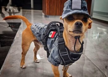 El “soldado” más pequeño de México: Comando, el chihuahua que se robó las miradas