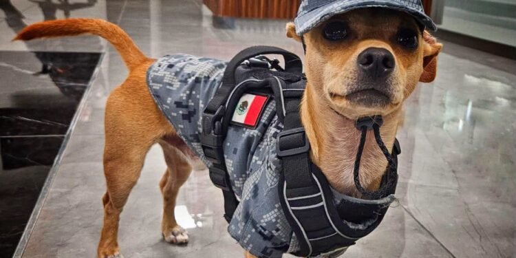 El “soldado” más pequeño de México: Comando, el chihuahua que se robó las miradas