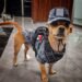 El “soldado” más pequeño de México: Comando, el chihuahua que se robó las miradas